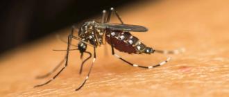 डेङ्गु जोखिम क्षेत्रमा सचेतना अभियान चलाउन सरकारको निर्देशन