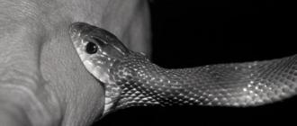 झापामा सर्पको डसाइटबाट एक महिलाको मृत्यु झापामा सर्पको डसाइटबाट एक महिलाको मृत्यु