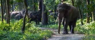 हात्तीको बथान झापा प्रवेश, सुरक्षित रहन आग्रह हात्तीको बथान झापा प्रवेश, सुरक्षित रहन आग्रह