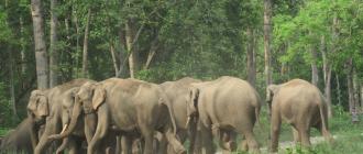 झापामा जंगली हात्तीको आक्रमणबाट एक युवक घाइते