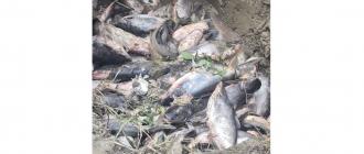 अत्यधिक चिसोका कारण पोखरीमा माछा मर्न थाले