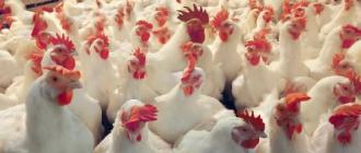 झापामा ‘बर्ड फ्लु’ प्रकोप : पक्षीजन्य वस्तु ओसार-पसारमा रोक